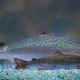 A genetically modified AquaAdvantage salmon seen behind a standard Atlantic salmon of the same age. (Image: AquaBounty Technologies)